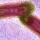Illustration for article titled The Best Biomedical Images of the Year Reveal the True Beauty of Biology